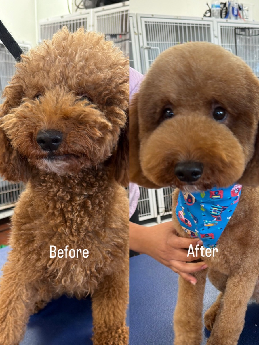 Before and after grooming, matted to beautifully groomed
