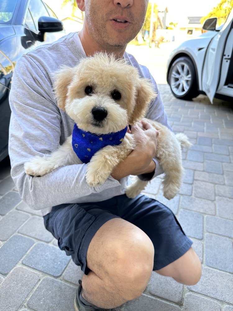 Fluffy dog freshly groomed with a bandana